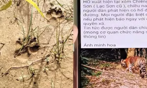 Kiểm lâm tiết lộ sự thật thông tin hổ xuất hiện tại Phú Thọ
