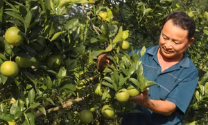 Những vườn cam trĩu quả tạo sinh kế bền vững cho bà con trên vùng núi cao của Tuyên Quang