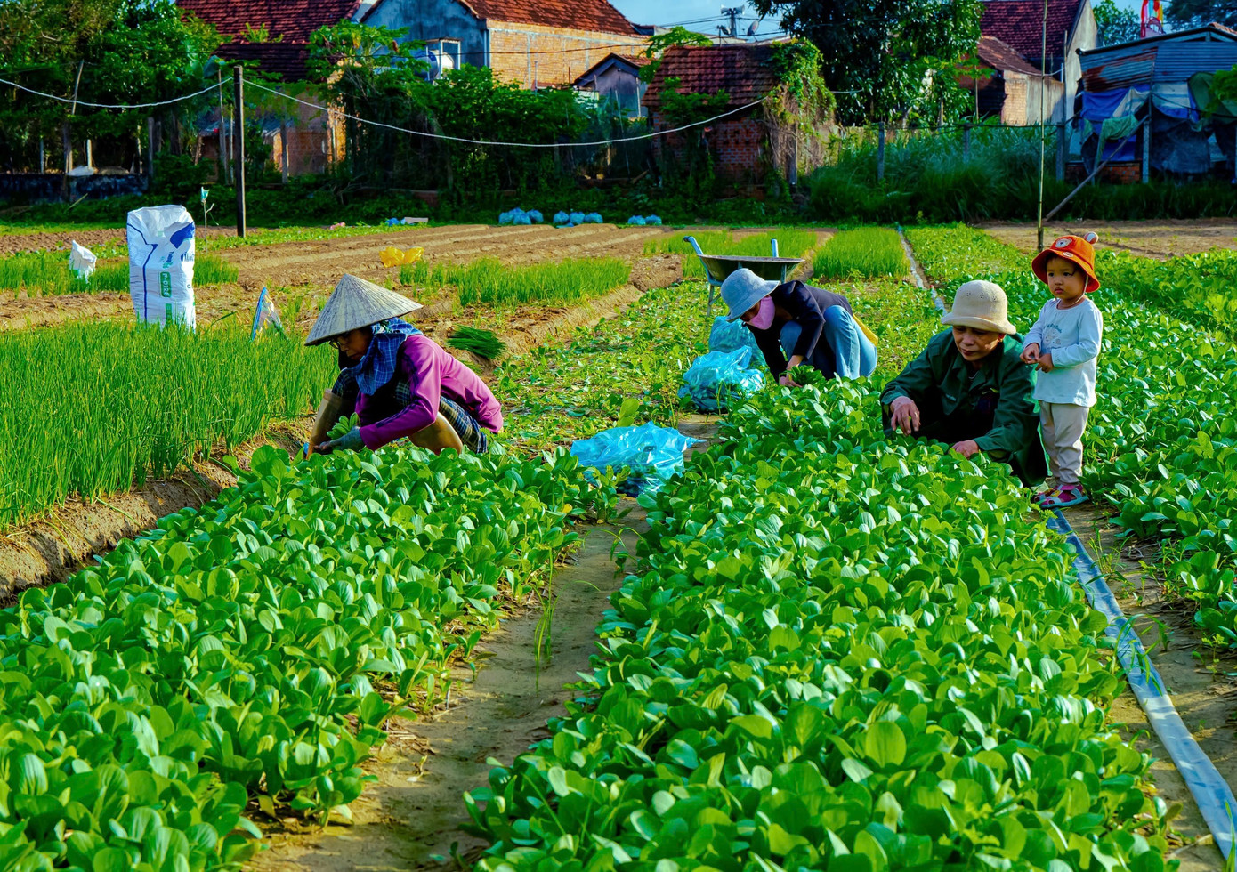 Zeleninová vesnice Thuan Nghia. Foto: Dung Nhan z6955899971221-60cd93a4b881314b8bec7197a81a9edc.jpg