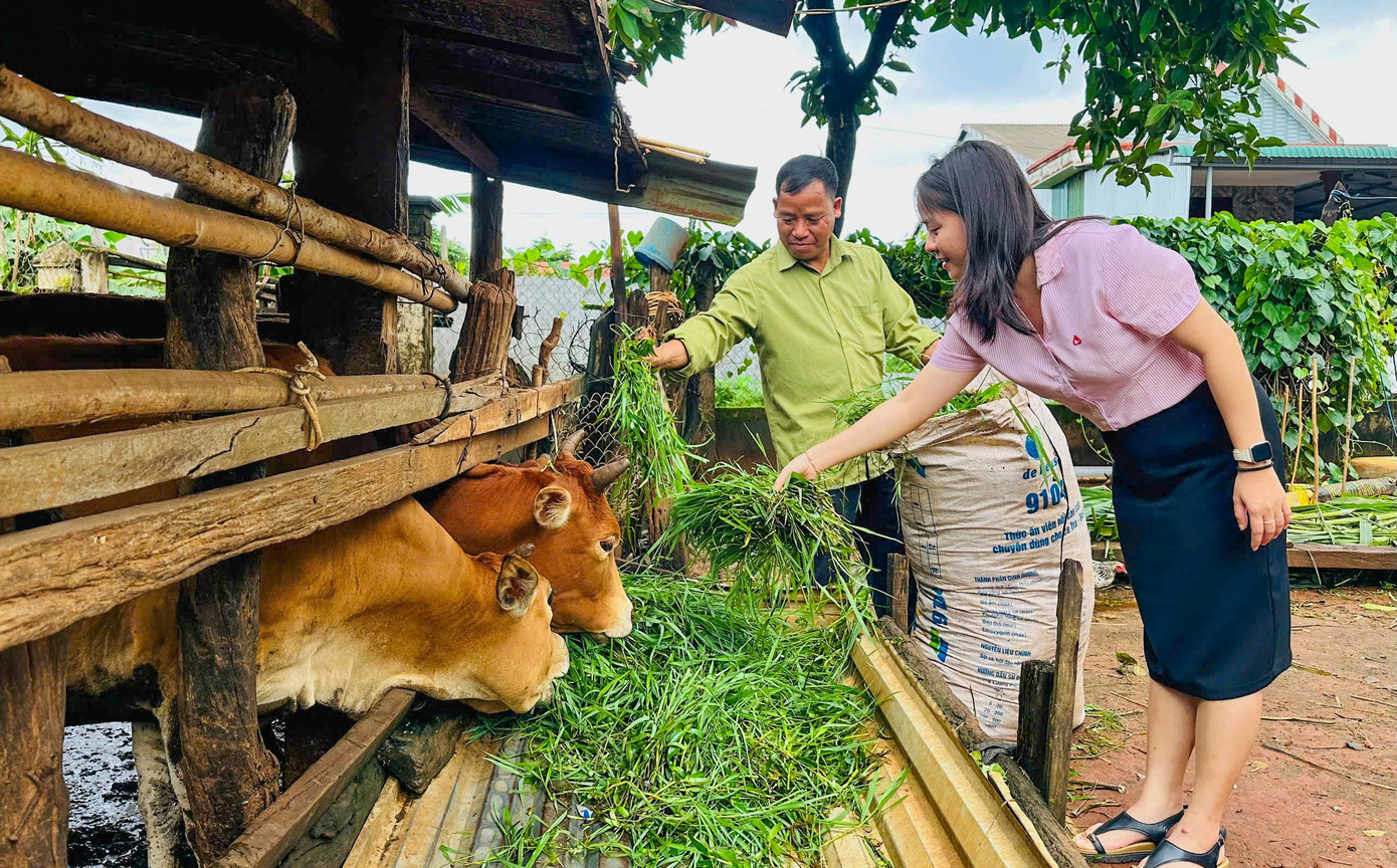 ដោយសារដើមទុនឥណទានគោលនយោបាយ លោក Ro Lan Ja (អាយុ 41 ឆ្នាំ នៅឃុំ Chu Prong ស្រុក Gia Lai) បានបង្កើតគំរូចិញ្ចឹមគោដោយជោគជ័យ គួបផ្សំនឹងការដាំដុះ ដែលនាំមកនូវប្រាក់ចំណូលខ្ពស់។ រូបថត៖ T.C nuoi-bo.jpg