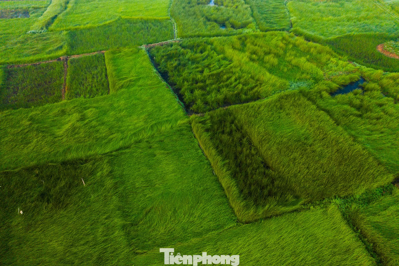 tp-c_dji-0431.jpg
