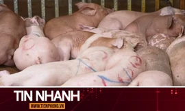 TIN NHANH: Ăn phải thịt lợn nhiễm tả châu Phi sẽ nguy hiểm thế nào?