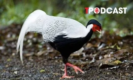 NÓNG 13/8: Từ vụ nuôi, bán gà lôi trắng nhận án 6 năm tù: Cục Kiểm lâm chỉ cách nuôi đúng luật