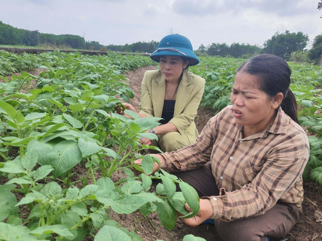 Chị Từ Thị Cúc cùng cán bộ nông nghiệp giữa cánh đồng khoai tây. 010.jpg