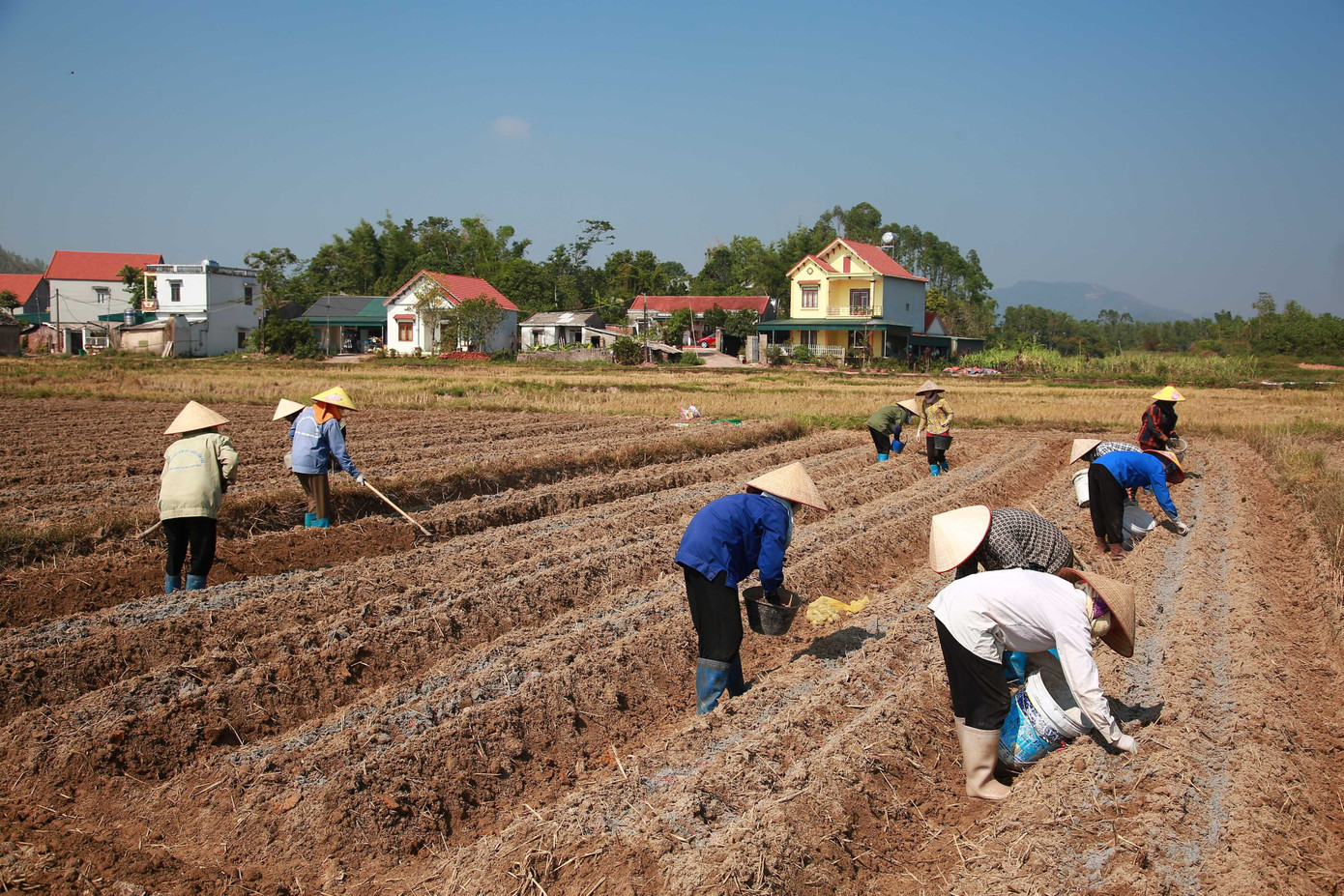 Người dân Nà Bấc vào vụ gieo trồng khoai tây. 1b1a3151.jpg