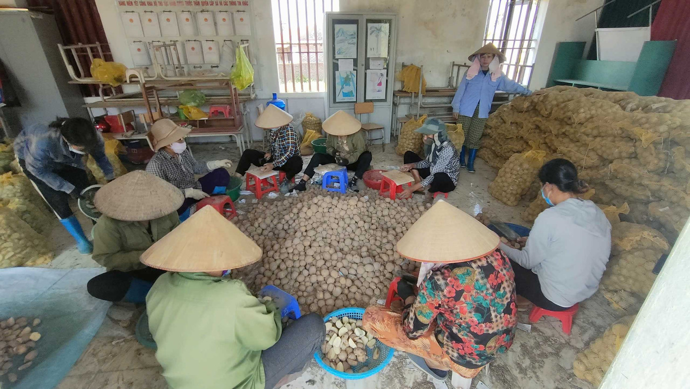 Khoai tây được thu hoạch và phân loại để đóng bao trước khi thương lái đến thu mua. d0c5.jpg