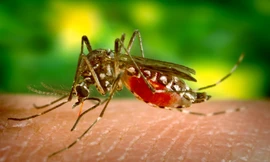 Bệnh Chikungunya bùng phát ở nhiều nước, TPHCM từng có ca bệnh