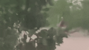 Học sinh Quảng Ninh bị lũ cuốn trôi may mắn thoát chết nhờ bám vào bụi cây