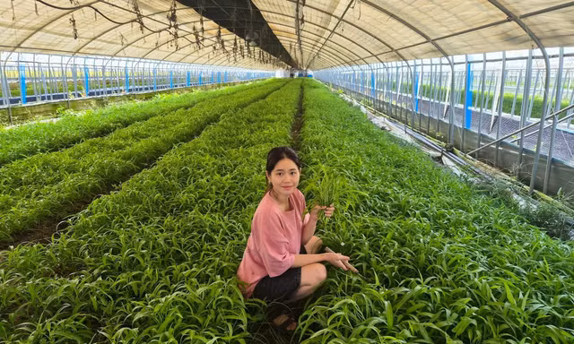 Cô gái Tây Ninh lên tivi Hàn Quốc, trồng rau kiếm 500 triệu đồng/tháng