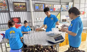 Cán bộ Đoàn với hệ sinh thái khởi nghiệp nâng sinh kế vùng ngập mặn Cà Mau