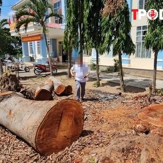 NÓNG 26/6: Vụ cưa bán cây trong công sở sát ngày sáp nhập: Chủ tịch phường lên tiếng