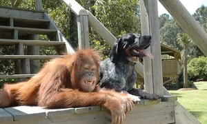 Tình bạn của đười ươi và chó - nỗi đau được xoa dịu khi chăm sóc người khác 