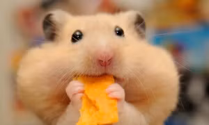 Những lầm tưởng ngây ngô của con người về động vật, ví dụ chuột thích ăn phô mai