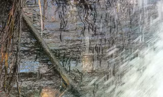 Độc lạ cá biết leo vách đá, vượt thác nước thẳng đứng