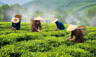 Thêm cuộc thi ảnh phải thu hồi giải nhất 