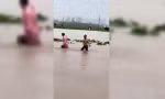 Sư tử chết đuối, rắn độc sổng chuồng, lợn bị lũ cuốn 