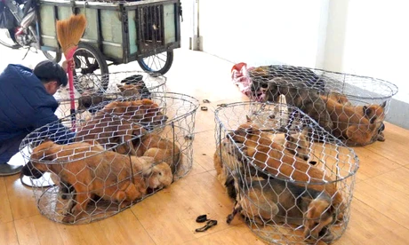 Bắt nhóm đối tượng trộm hơn 5.200 con chó