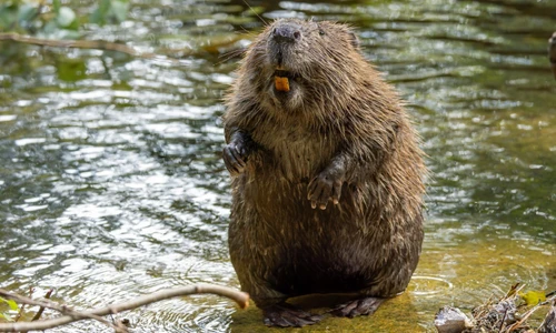 Vũ khí bí mật để chống lại khí thải carbon