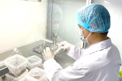 Thạc sĩ 9x nuôi trồng nấm đông trùng hạ thảo, mang về doanh thu tiền tỉ