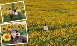 Mãn nhãn cánh đồng hướng dương vào mùa nở rộ: Góc “sống ảo” tuyệt đối điện ảnh