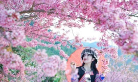 Lễ hội hoa Tớ Dày, mùa xuân của người H’Mông đang đến gần ở Mù Cang Chải