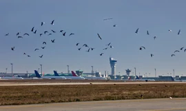 Sự cố chim trời đâm va máy bay tăng mạnh 