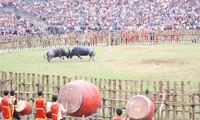 Những màn 'so sừng' kịch tính tại Lễ hội chọi trâu Hải Lựu ở Phú Thọ