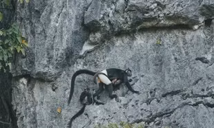 Cảnh báo nóng, tận diệt cây Muội hồng có thể đẩy Voọc mông trắng tuyệt chủng