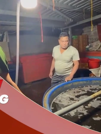NHỊP SỐNG 24: Bên trong đường dây dùng 500 tấn 'thủy tinh lỏng' ngâm 3.000 tấn thịt ốc bươu