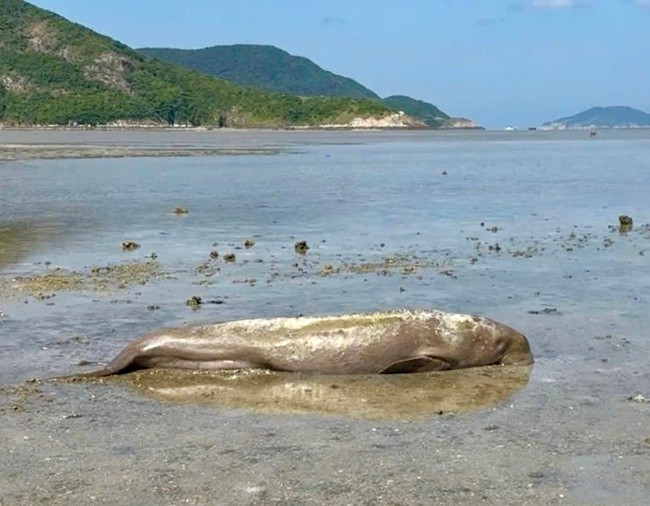 Hiện ở Việt Nam còn rất ít cá thể dugong