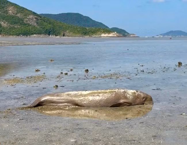 Hiện ở Việt Nam còn rất ít cá thể dugong