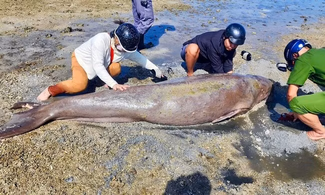 Người dân nỗ lực cứu dugong mắc cạn nhưng không thành
