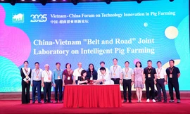 Việt Nam – Trung Quốc thúc đẩy đổi mới ngành chăn nuôi lợn bền vững
