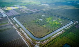 Đồng Tháp Mười – 'thư viện carbon' sống và tuyến du lịch học tập của miền Tây