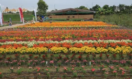 Syngenta Flowers giới thiệu bộ sưu tập giống nhiệt đới mở hướng phát triển hoa kiểng miền Tây