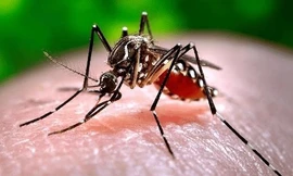 Tiêu tốn hàng trăm triệu viện phí vì sốt xuất huyết Dengue