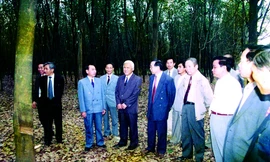 KỲ 1: 'Phú riềng đỏ' – ngọn lửa sáng của ngành cao su Việt Nam