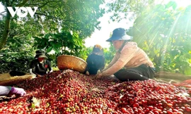 Cần cơ chế tháo gỡ cho các doanh nghiệp nông lâm ở các địa bàn khó khăn