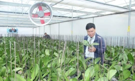 Thanh Hóa: Nông nghiệp công nghệ cao hướng đến tăng trưởng xanh và bền vững