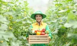 Hành trình rau sạch WinEco: Từ nông trường đến bàn ăn Việt