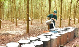 Cao su Bà Rịa chuyển mình mạnh mẽ để phát triển bền vững