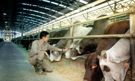 Hòa Phát dẫn đầu nhập khẩu bò Úc, sản lượng nửa đầu năm tăng 115%