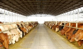 Nông nghiệp Hòa Phát chính thức nộp hồ sơ IPO, chào bán 30 triệu cổ phiếu