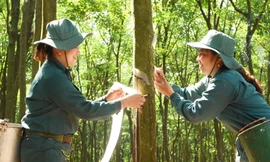 VRG củng cố vị thế tập đoàn nông nghiệp – công nghiệp hàng đầu với những bước tiến mạnh mẽ trong năm 2025