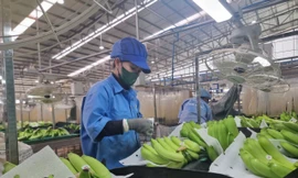 Xuất khẩu chuối có cơ hội trở thành mặt hàng tỷ USD