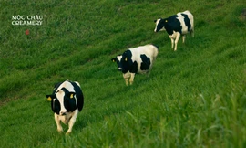 Diện mạo mới – Khởi tạo một chương mới của thương hiệu sữa gần 7 thập kỷ