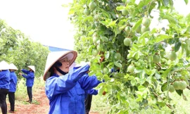 Dự thảo sửa đổi Nghị định 103/2024/NĐ-CP: Doanh nghiệp nông lâm vẫn gặp khó