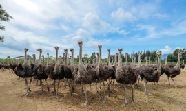 Thịt đà điểu VietOstrich – Lựa chọn mới cho bữa ăn gia đình Việt