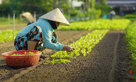 Hành trình kết nối xanh: Hội An du lịch cộng đồng bền vững 