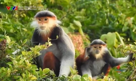 Hành trình kết nối xanh: Gặp gỡ 'nữ hoàng linh trưởng' giữa rừng Sơn Trà